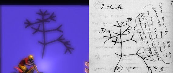 darwin tree